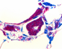 SPUTOFLUOL FOR MICROBIOLOGY AND MICROSCO